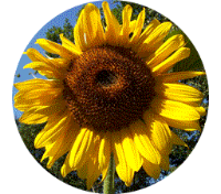 Sonnenblume Heidornhus